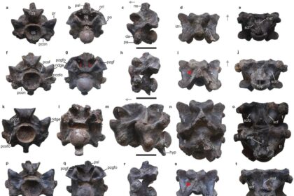 #Paleontology #Snake #Fossil #Vertebrae #GiantSnake #Prehistoric #India #KutchDistrict #Gujarat #VasukiIndicus #Titanoboa #LigniteMine #AmbushPredator #Constriction #Anaconda #Python #CenozoicEra #TyrannosaurusRex #SizeComparison #Madtsoiidae #Biodiversity #Ecosystem