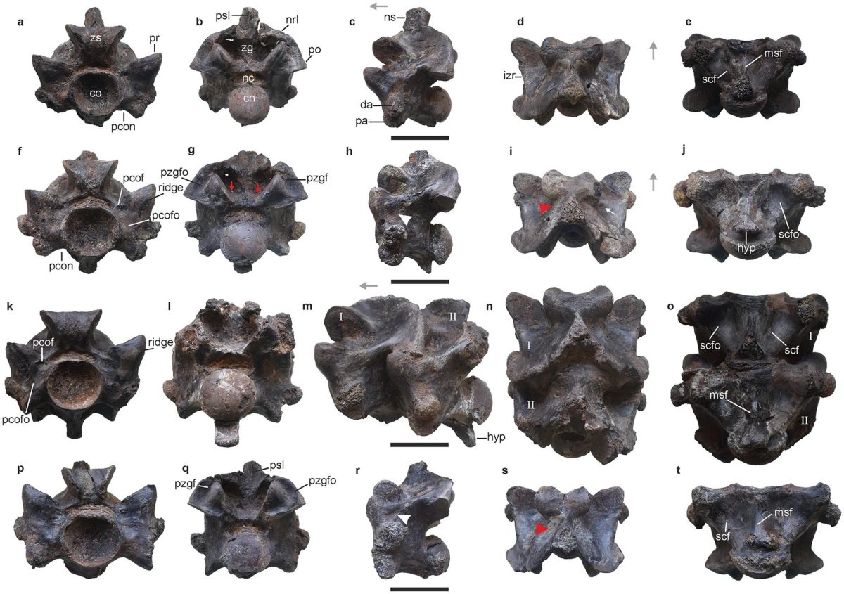 #Paleontology #Snake #Fossil #Vertebrae #GiantSnake #Prehistoric #India #KutchDistrict #Gujarat #VasukiIndicus #Titanoboa #LigniteMine #AmbushPredator #Constriction #Anaconda #Python #CenozoicEra #TyrannosaurusRex #SizeComparison #Madtsoiidae #Biodiversity #Ecosystem