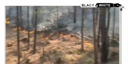 Inferno in the Hills: Devastating Forest Fires Ravage Jammu and Kashmir.