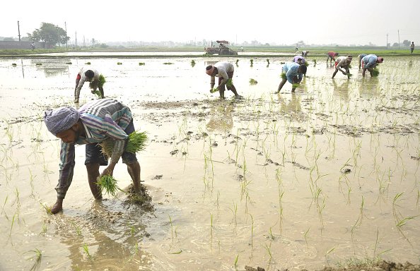 Kharif Sowing Exceeds Last Year’s Figures