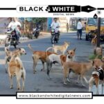 Rising Stray Dog Population Sparks Safety Concerns in Jammu