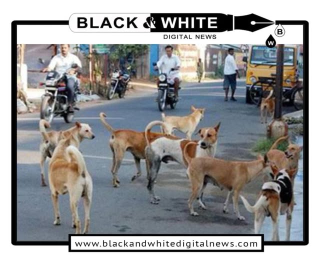 Rising Stray Dog Population Sparks Safety Concerns in Jammu