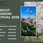 Apricot Blossom Festival 2025!