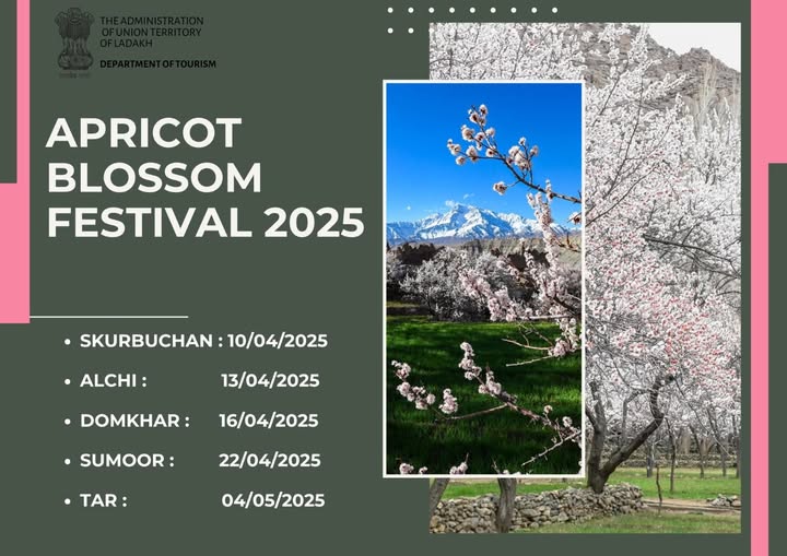 Apricot Blossom Festival 2025!