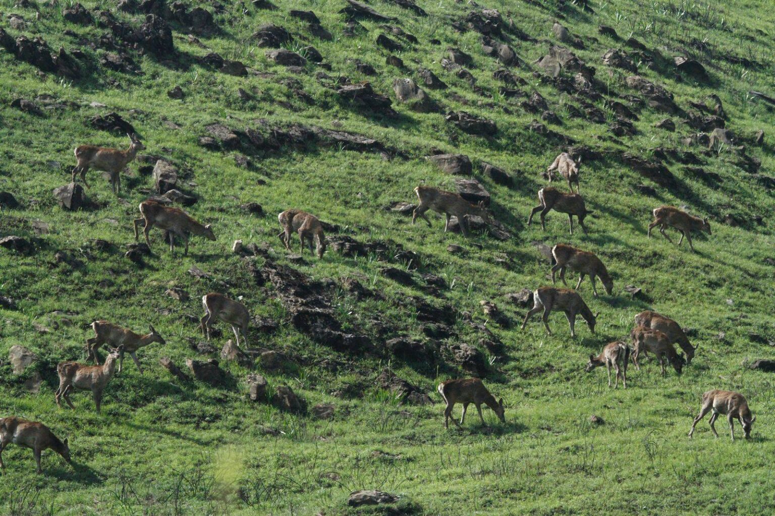 Minister Javed Ahmed Rana Congratulates Wildlife Department for Top National Ranking of Dachigam National Park