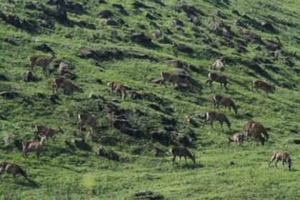 Minister Javed Ahmed Rana Congratulates Wildlife Department for Top National Ranking of Dachigam National Park