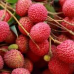 India Exports First Consignment Of Rose-Scented Litchi From Pathankot To Qatar