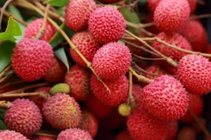 India Exports First Consignment Of Rose-Scented Litchi From Pathankot To Qatar