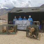 "Leh’s Army & Animal Husbandry Team Up to Sterilize 256 Stray Dogs in 6 Days!"