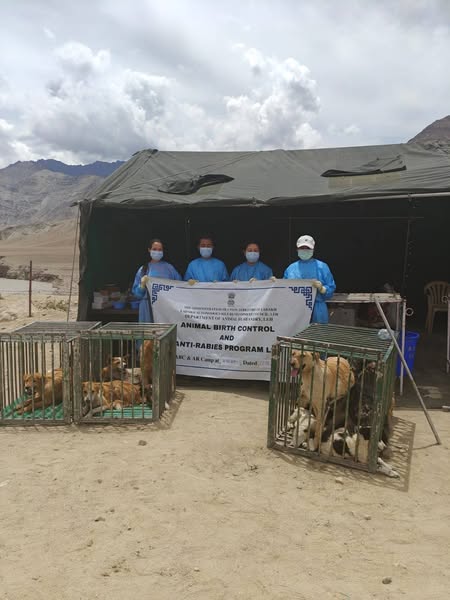 "Leh’s Army & Animal Husbandry Team Up to Sterilize 256 Stray Dogs in 6 Days!"