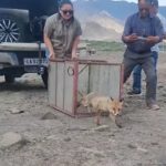 Successful Rescue and Rehabilitation of Red Fox rescued from Spituk Farka.
