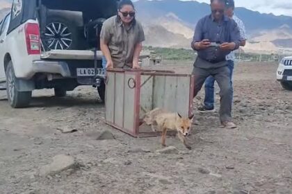 Successful Rescue and Rehabilitation of Red Fox rescued from Spituk Farka.