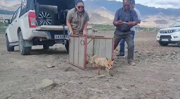 Successful Rescue and Rehabilitation of Red Fox rescued from Spituk Farka.