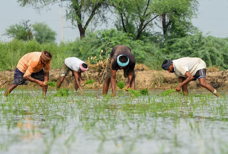 Farmer Suicides Reduced By 50 Pc During NDA Rule Compared To UPA Era: RTI