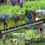 Sopore Police Destroy Illegally Cultivated Poppy Crop; Case Registered under NDPS Act