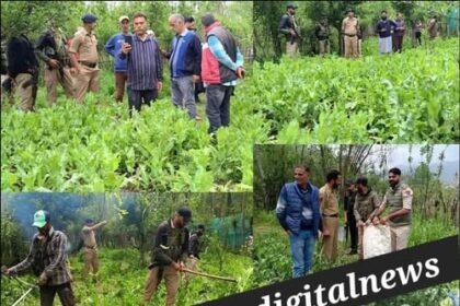 Sopore Police Destroy Illegally Cultivated Poppy Crop; Case Registered under NDPS Act