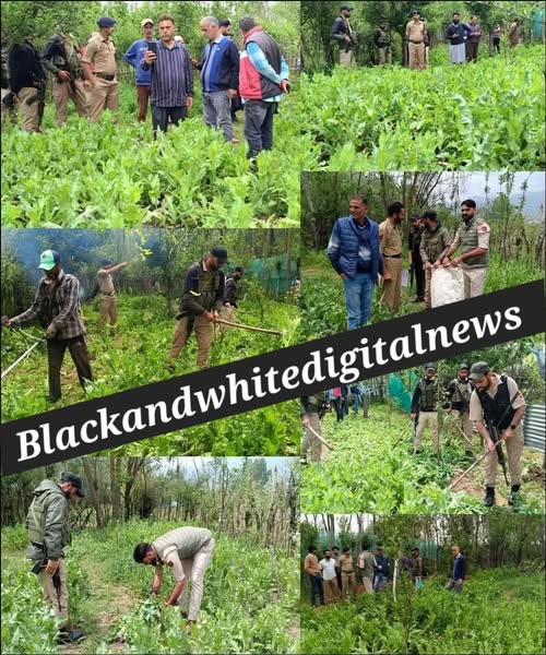 Sopore Police Destroy Illegally Cultivated Poppy Crop; Case Registered under NDPS Act