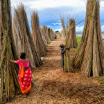 National Jute Board Expands Tech-Driven Crop Monitoring System With ISRO Collaboration