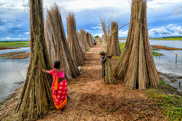 National Jute Board Expands Tech-Driven Crop Monitoring System With ISRO Collaboration