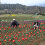 India’s Horticulture Sector Set For Growth As Production Tops 3,777 Lakh Tonne
