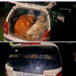 "Bovine Smuggling Grabs Headlines, but Animal Cruelty Deserves Equal Attention. Humane laws Must Protect Every Animal, not Just Address One Issue."