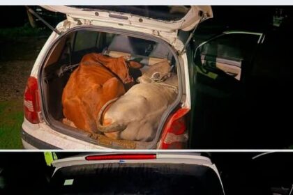 "Bovine Smuggling Grabs Headlines, but Animal Cruelty Deserves Equal Attention. Humane laws Must Protect Every Animal, not Just Address One Issue."