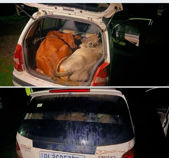 "Bovine Smuggling Grabs Headlines, but Animal Cruelty Deserves Equal Attention. Humane laws Must Protect Every Animal, not Just Address One Issue."