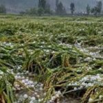 #Hailstorm, Heavy Rain Damag€ Paddy Crops in Ganderbal; North #Kashmir Villages Also Hit