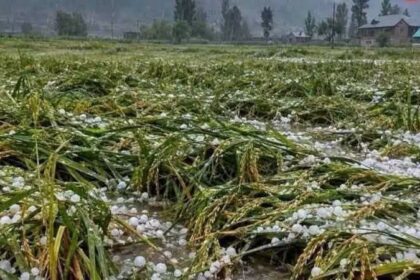#Hailstorm, Heavy Rain Damag€ Paddy Crops in Ganderbal; North #Kashmir Villages Also Hit