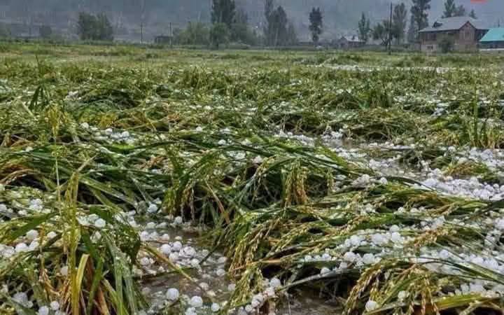 #Hailstorm, Heavy Rain Damag€ Paddy Crops in Ganderbal; North #Kashmir Villages Also Hit