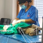 Animal Husbandry Department, Leh Conducts Week-Long Veterinary Training in Collaboration with WVS Task-force