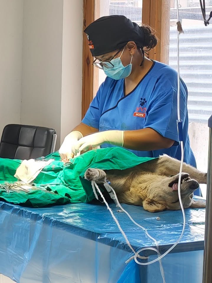 Animal Husbandry Department, Leh Conducts Week-Long Veterinary Training in Collaboration with WVS Task-force